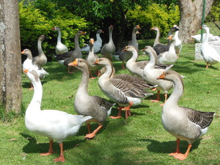 Parque Rizzo Patos