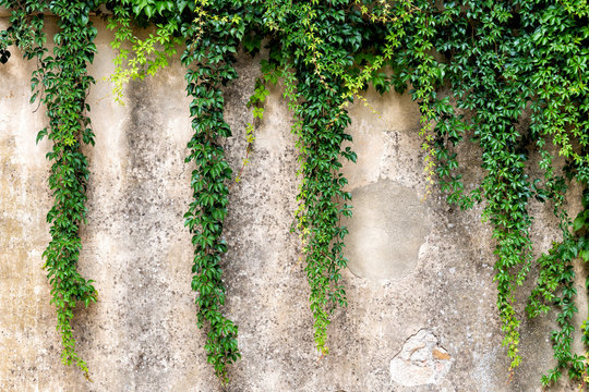 Tuscany, Italy with closeup of stone wall in Monticchiello small town village and creeping climbing green plant