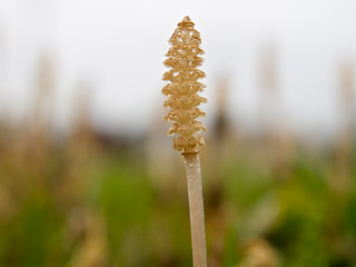 1本の土筆 (接写)