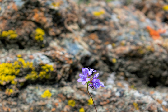 Close up. Beautiful blooming purple wildflowers - blue dicks, with blurred background of sharp grey rock covered with bright colored yellow, orange and red crustose lichen.