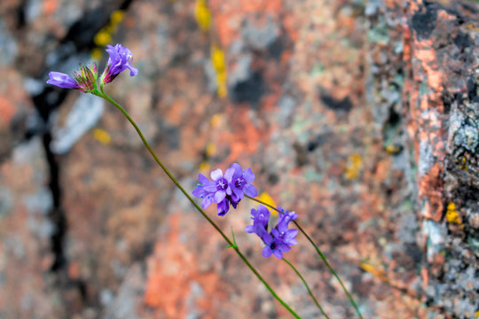 Close up. Beautiful blooming purple wildflowers - blue dicks, with blurred background of sharp grey rock covered with bright colored yellow, orange and red crustose lichen.