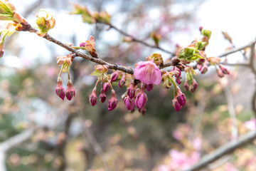 花咲く前の桜