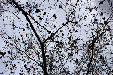 mystery tree photo detail