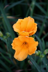 Fototapeta premium Flor