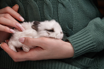 Baby bunny rabbit sleeping in hands