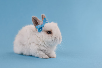 Easter bunny rabbit with bow on blue background