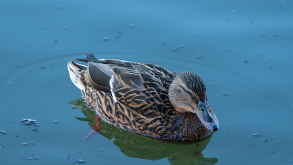 Duck kaczka krajobraz jezioro landscape lake ande  © Dreamnordno