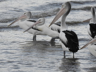 swimming pelicans