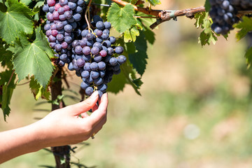 Closeup of young woman hand touching vineyard winery grapes grapevine leaves green in Italy hanging fruit
