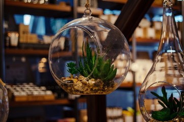 Hanging glass terrarium