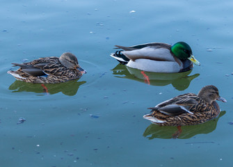 Duck kaczka krajobraz jezioro landscape lake ande  © Dreamnordno