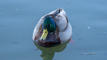 Kaczka duck © Dreamnordno