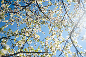 Flowering cherry in spring time against the blue sky on a sunny day. Large branches with open pistils. White flower, the onset of heat, copy space. Nature photography and landscape.