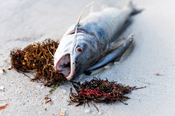 Closeup of one dead catfish fish with seaweed washed ashore during red tide algae bloom toxic in...