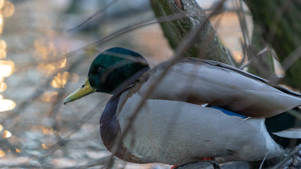 Duck kaczka krajobraz jezioro landscape lake ande  © Dreamnordno