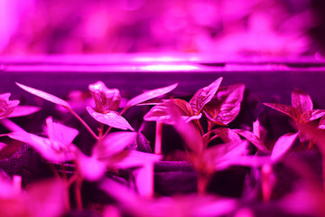 Growing plant seedlings and artificial lighting. Lamp for plant growth without the sun. The color...