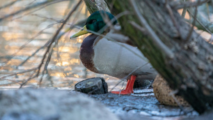 Duck kaczka krajobraz jezioro landscape lake ande  © Dreamnordno