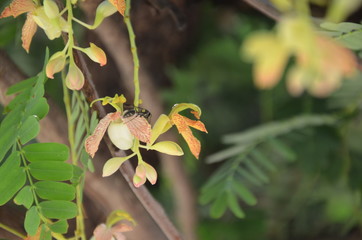 Obraz premium natureza