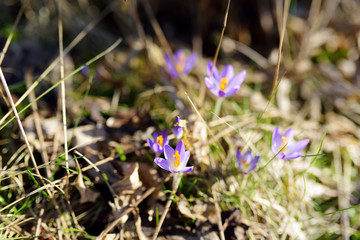 Blooming crocus flowers in the park. Spring landscape.