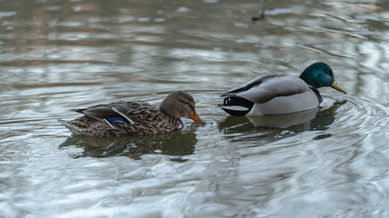 Duck kaczka krajobraz jezioro landscape lake ande  © Dreamnordno