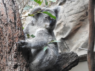 Fototapeta premium koala in tree