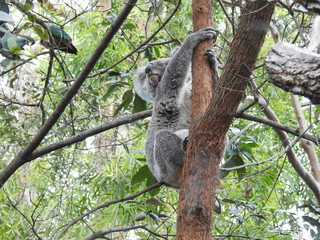 koala hanging out