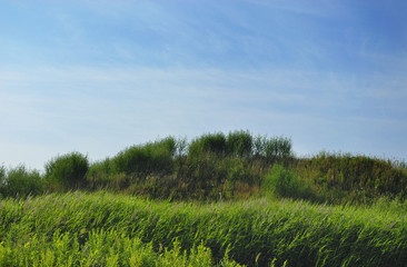 Obraz premium 草 空 雲 素材