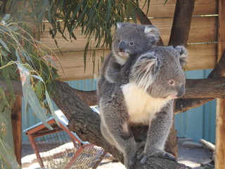 koala piggy back ride