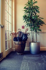 Large garden pot filled with black umbrellas net to french doors and potted plant.  