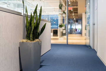 Green potted plant in large vase flowerpot in minimalist corporate office cubicles interior of building and nobody empty space with light exit sign corridor
