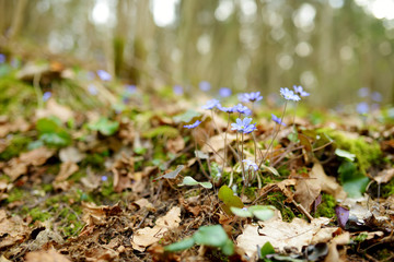 Blossoming hepatica flower in early spring in forest.
