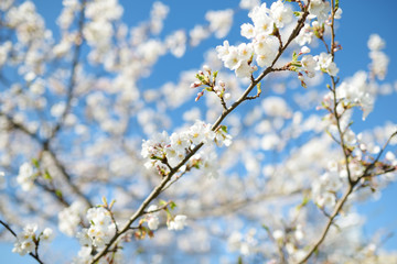 Beautiful cherry tree blossoming on spring. Beauty in nature.
