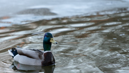 Duck kaczka krajobraz jezioro landscape lake ande  © Dreamnordno