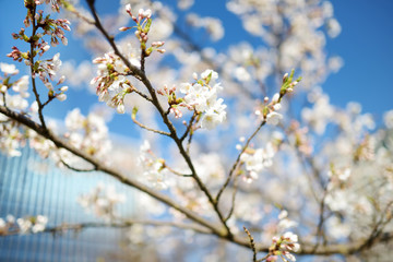 Beautiful cherry tree blossoming on spring. Beauty in nature.