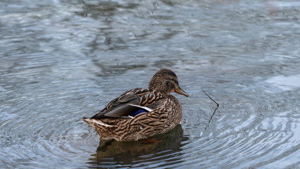 Duck kaczka krajobraz jezioro landscape lake ande  © Dreamnordno