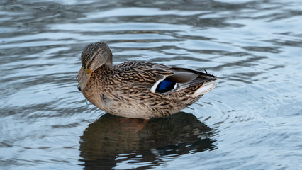 Duck kaczka krajobraz jezioro landscape lake ande  © Dreamnordno