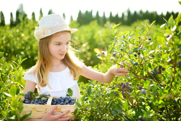 Cute little girl picking fresh berries on organic blueberry farm on warm and sunny summer day. Fresh healthy organic food for small kids.