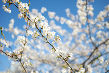 Beautiful cherry tree blossoming on spring. Beauty in nature.