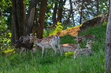 Herd of Lone Axis Deer in woody forrest park in Virginia, also called cheetal or chital.  