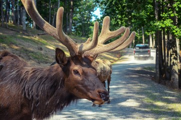 Close up of Rocky Mountain Elk walking across gravel road 