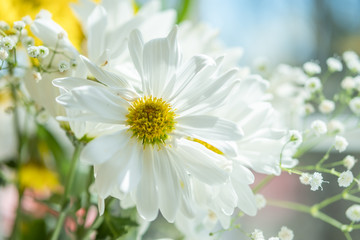white flower in the sun