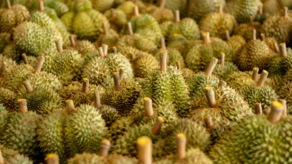 Durian fruit in the market