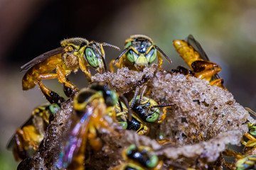 bee Tetragonisca angustula colony macro photo -  Bee Jatai / Tetragonisca angustula