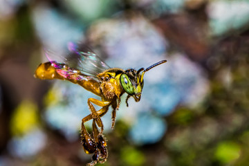 bee Tetragonisca angustula flying macro photo -  Bee Jatai / Tetragonisca angustula