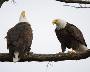Mr & Mrs Eagle