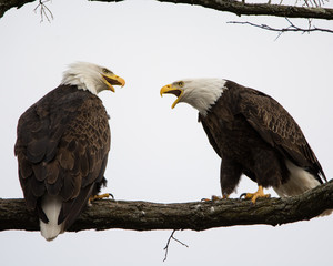 Mr & Mrs Eagle
