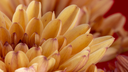 Kwiaty flowers plants macro makro picture zdjęcie bilde