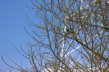 초봄 나무가지에 앉은 까치