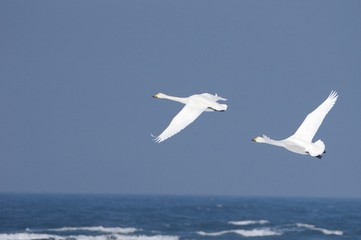 whooper swans in flight, Hokkaido, Japan　北海道白鳥