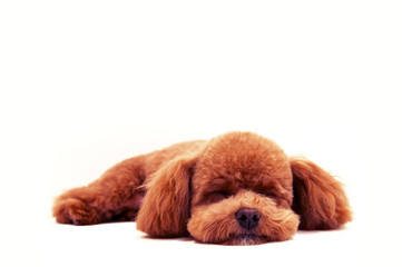 お昼寝するプードル